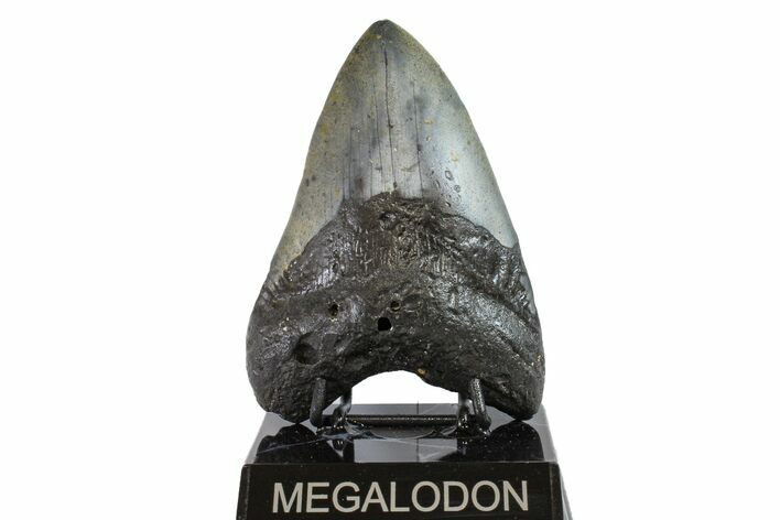 Bargain, Fossil Megalodon Tooth - North Carolina #158189